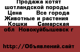 Продажа котят шотландской породы › Цена ­ - - Все города Животные и растения » Кошки   . Самарская обл.,Новокуйбышевск г.